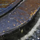 water flowing over coins in a fountain