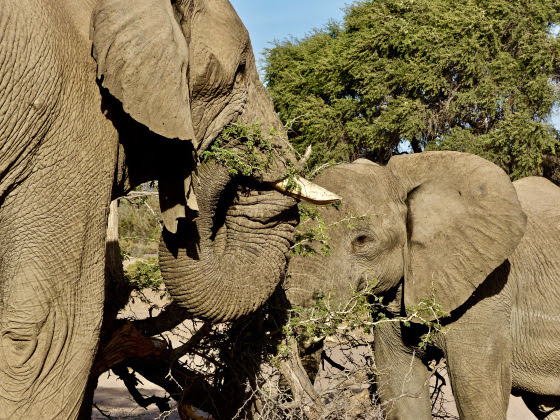 Elephants