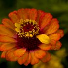 Vermont Summer Flower