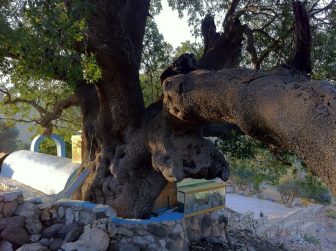 A very old pistachio tree growing next to Rabbi Tarfon's tomb.