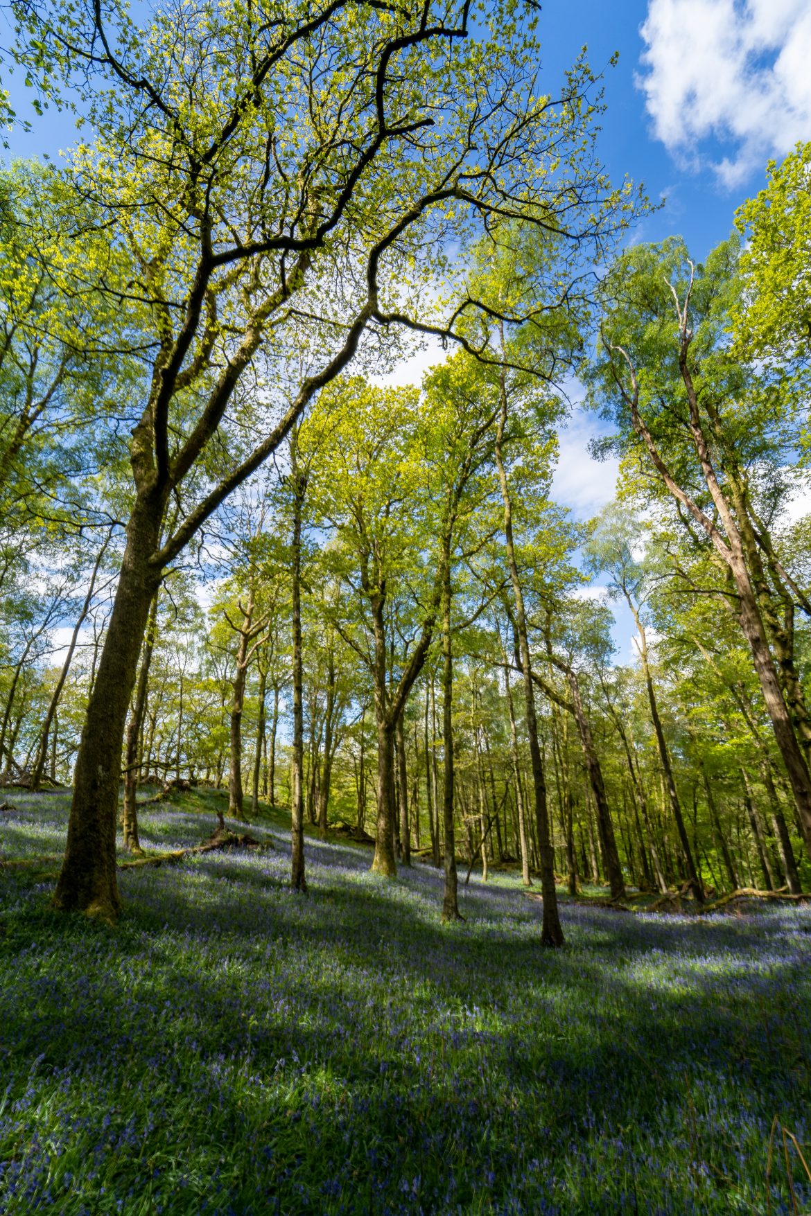 green trees on green grass field during daytime