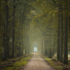 Trees and road