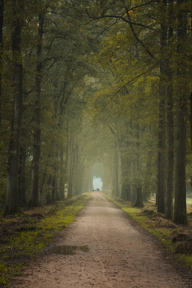 Trees and road