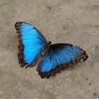 Butterfly@Mariposario in Benalmadena