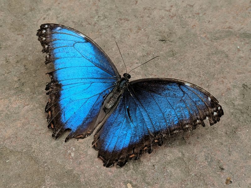 Butterfly@Mariposario in Benalmadena